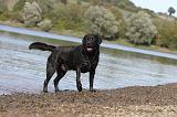 LABRADOR 262